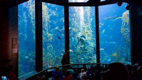 metal lunch box sold at monterey bay aquarium|monterey bay aquarium food.